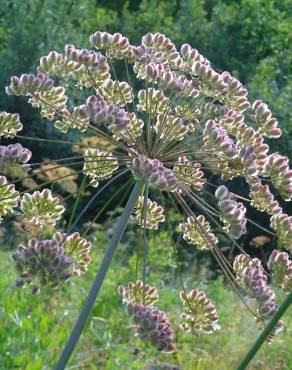 Fotografia 13 da espécie Laserpitium latifolium subesp. latifolium no Jardim Botânico UTAD