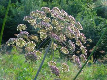 Fotografia da espécie Laserpitium latifolium subesp. latifolium