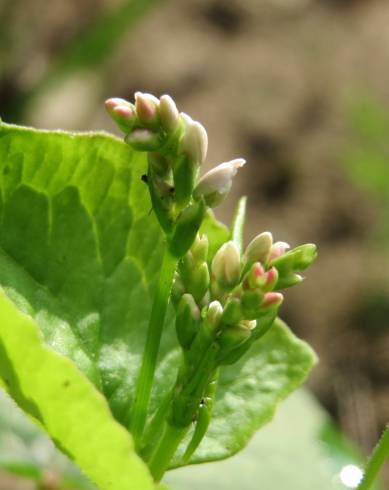 Fotografia de capa Fagopyrum esculentum - do Jardim Botânico