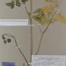 Fotografia de herbário 1 da espécie Laserpitium latifolium no Jardim Botânico UTAD
