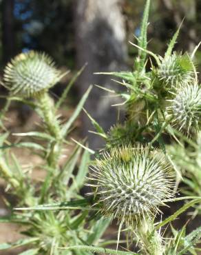 Fotografia 18 da espécie Cirsium vulgare no Jardim Botânico UTAD