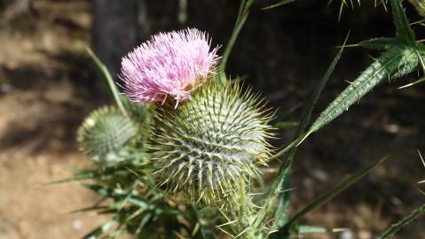 Fotografia da espécie Cirsium vulgare