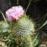 Fotografia 19 da espécie Cirsium vulgare do Jardim Botânico UTAD