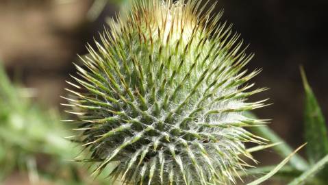 Fotografia da espécie Cirsium vulgare