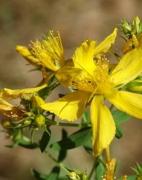 Fotografia 1 da espécie Hypericum perforatum subesp. perforatum no Jardim Botânico UTAD