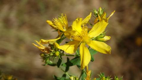 Fotografia da espécie Hypericum perforatum subesp. perforatum