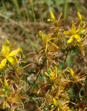 Fotografia 8 da espécie Hypericum perforatum subesp. perforatum no Jardim Botânico UTAD