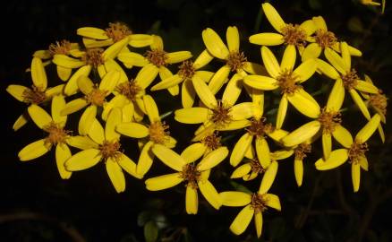 Fotografia da espécie Senecio angulatus