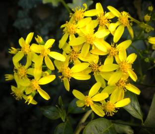 Fotografia da espécie Senecio angulatus