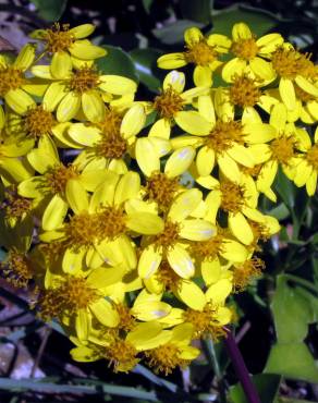 Fotografia 3 da espécie Senecio angulatus no Jardim Botânico UTAD