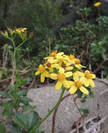 Fotografia da espécie Senecio angulatus