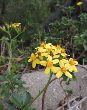 Fotografia 5 da espécie Senecio angulatus no Jardim Botânico UTAD