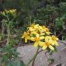 Fotografia 5 da espécie Senecio angulatus do Jardim Botânico UTAD