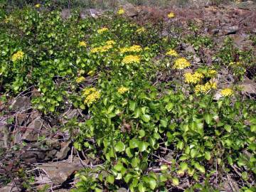 Fotografia da espécie Senecio angulatus