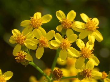 Fotografia da espécie Senecio angulatus