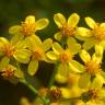 Fotografia 7 da espécie Senecio angulatus do Jardim Botânico UTAD