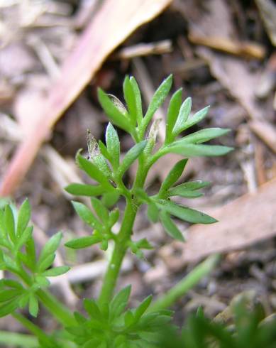 Fotografia de capa Soliva sessilis - do Jardim Botânico