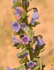 Echium gaditanum