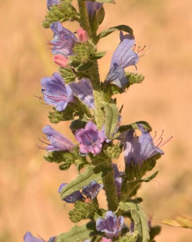 Fotografia de capa Echium gaditanum - do Jardim Botânico