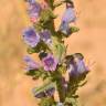 Fotografia 1 da espécie Echium gaditanum do Jardim Botânico UTAD