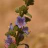 Fotografia 3 da espécie Echium gaditanum do Jardim Botânico UTAD