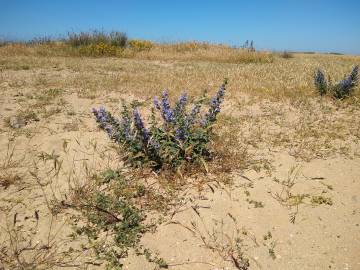 Fotografia da espécie Echium gaditanum