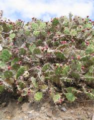 Opuntia dillenii