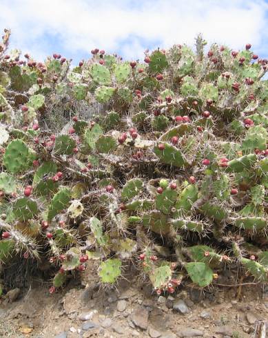 Fotografia de capa Opuntia dillenii - do Jardim Botânico