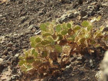 Fotografia da espécie Opuntia dillenii
