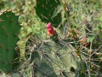 Fotografia da espécie Opuntia dillenii