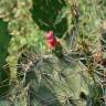 Fotografia 6 da espécie Opuntia dillenii do Jardim Botânico UTAD