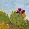 Fotografia 7 da espécie Opuntia dillenii do Jardim Botânico UTAD