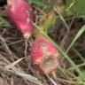 Fotografia 8 da espécie Opuntia dillenii do Jardim Botânico UTAD