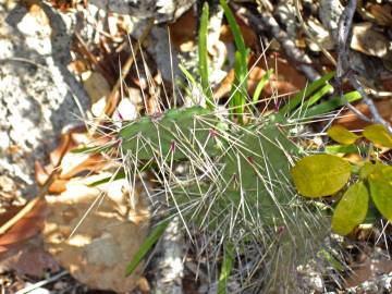 Fotografia da espécie Opuntia dillenii