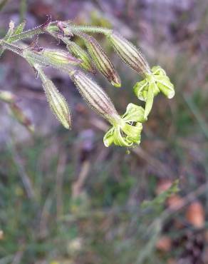 Fotografia 1 da espécie Silene ciliata no Jardim Botânico UTAD