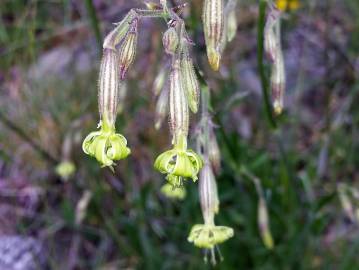 Fotografia da espécie Silene ciliata