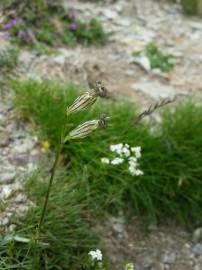 Fotografia da espécie Silene ciliata