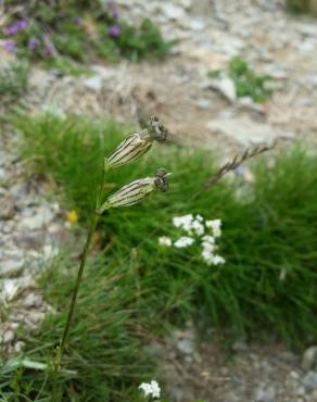 Fotografia 3 da espécie Silene ciliata no Jardim Botânico UTAD