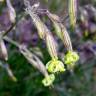 Fotografia 5 da espécie Silene ciliata do Jardim Botânico UTAD