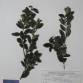 Fotografia 1 de herbário da espécie Buxus sempervirens no Jardim Botânico UTAD