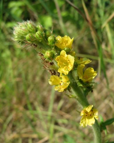 Fotografia de capa Agrimonia eupatoria subesp. grandis - do Jardim Botânico