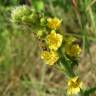 Fotografia 1 da espécie Agrimonia eupatoria subesp. grandis do Jardim Botânico UTAD