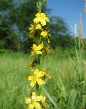 Fotografia 3 da espécie Agrimonia eupatoria subesp. grandis no Jardim Botânico UTAD