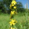 Fotografia 3 da espécie Agrimonia eupatoria subesp. grandis do Jardim Botânico UTAD