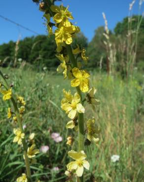 Fotografia 7 da espécie Agrimonia eupatoria subesp. grandis no Jardim Botânico UTAD