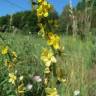 Fotografia 7 da espécie Agrimonia eupatoria subesp. grandis do Jardim Botânico UTAD