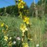 Fotografia 7 da espécie Agrimonia eupatoria subesp. grandis do Jardim Botânico UTAD