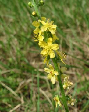 Fotografia 8 da espécie Agrimonia eupatoria subesp. grandis no Jardim Botânico UTAD