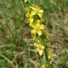 Fotografia 8 da espécie Agrimonia eupatoria subesp. grandis do Jardim Botânico UTAD