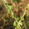 Fotografia 10 da espécie Agrimonia eupatoria subesp. grandis do Jardim Botânico UTAD